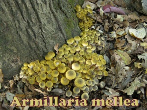mellea